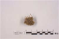 藏品(紅蒴立碗苔)的圖片